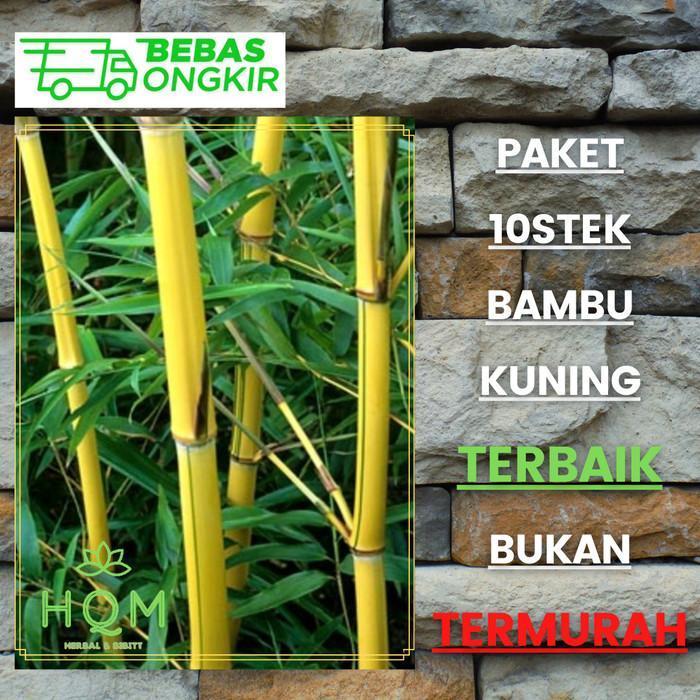 bambu kuning terbaik bambu hias atau bambu pagar hias untuk hiasan taman atau pekarangan rumah hiasa