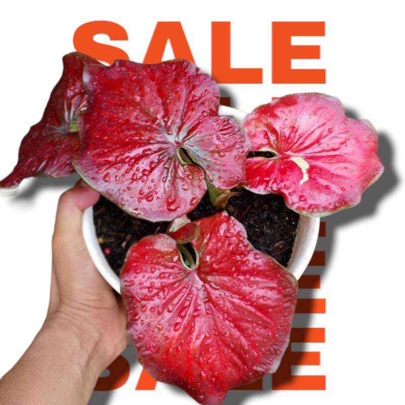 Caladium Red Stardust Bibit Umbi