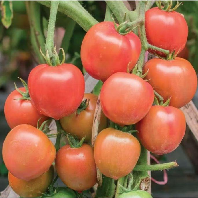 150 Biji Benih Tomat Sayur Tomat Hibrida Pertumbuhan Kuat Berbuah Lebat