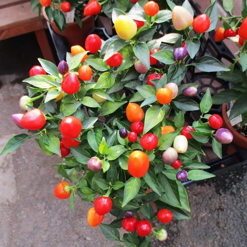 50 Seeds/pack High Yield Colorful Pepper Seeds for Sale Edible Ornamental Potted Chili Pepper Seeds 