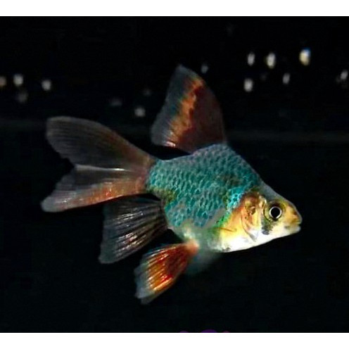 Sumatra Hijau Slayer / Green Tiger Barb Slayer / Ikan Hias Aquascape