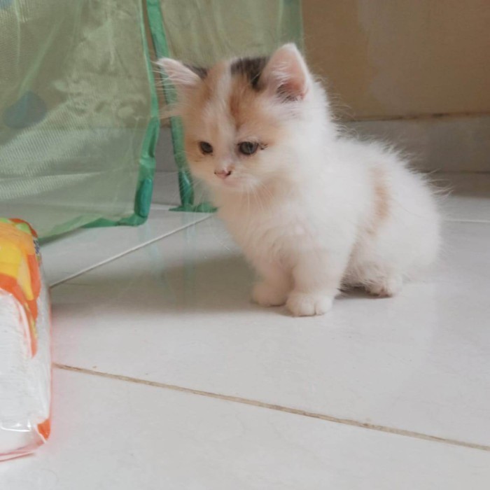 Kucing Munchkin Betina Calico Dilute