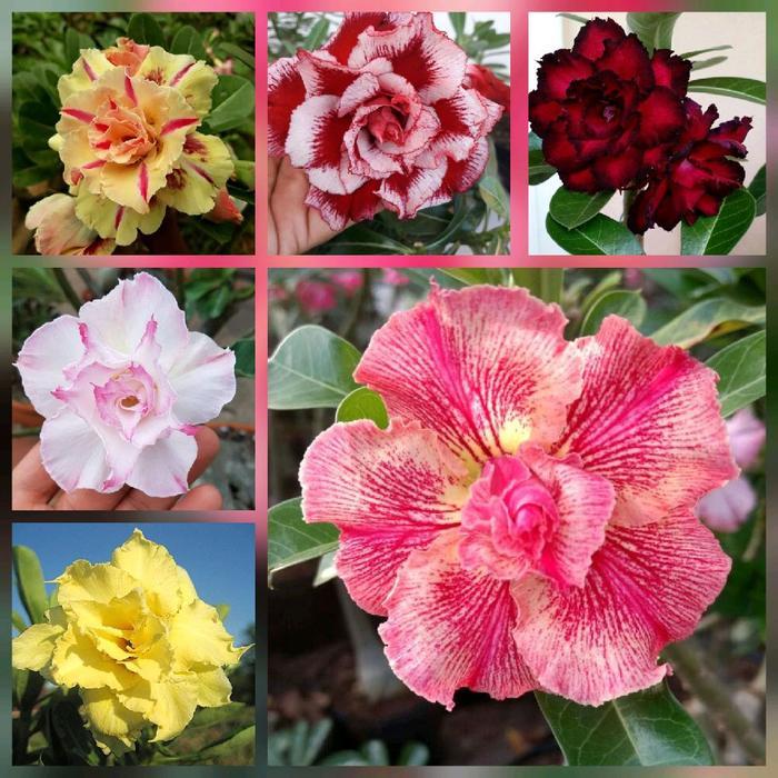 paket 6 bunga adenium - bibit bunga adenium - pohon adenium - kamboja jepang - pohon kamboja jepang 