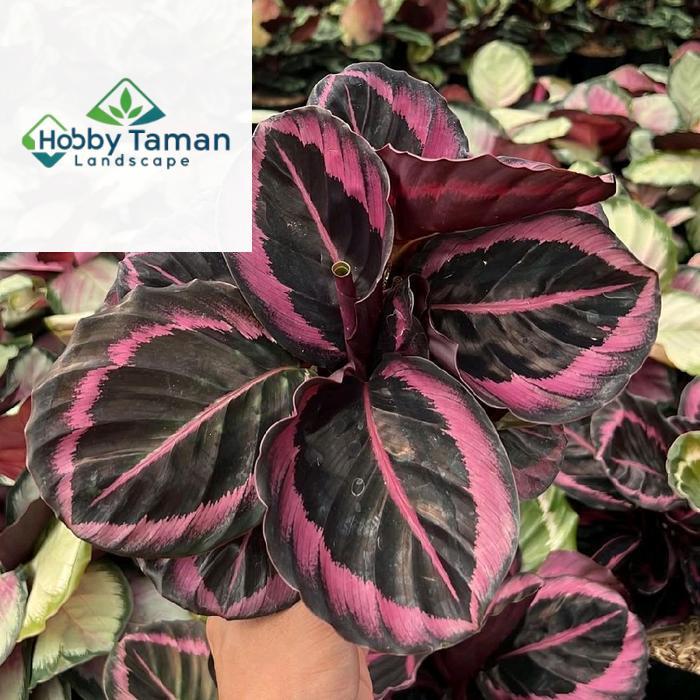Tanaman Hias Calathea Pink Jessy - Calathea Pink