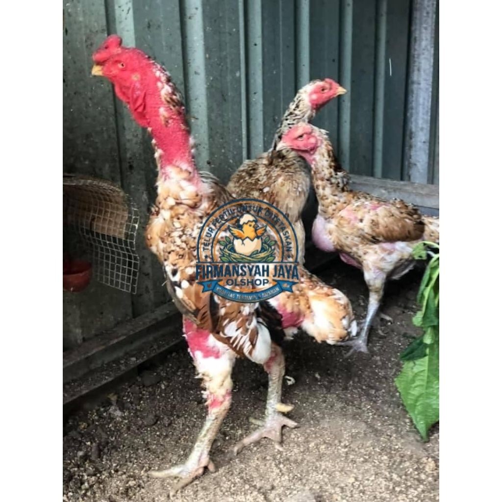 Telur Fertil Ayam Ganoi Ori /Ayam Ganoi kaki Gunung telur Fertil siap untuk ditetaskan Firmansyah ja