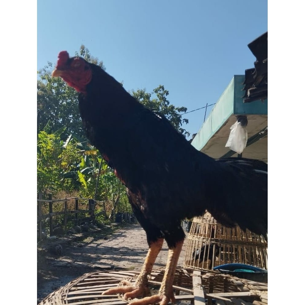 Fertil Telur ayam bangkok shamo brazil / ayam petarung aduan siap ditetaskan