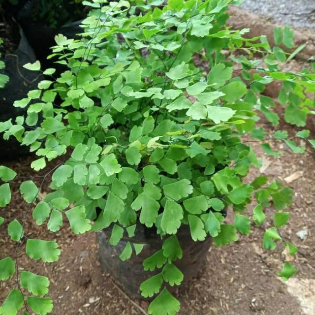 Tanaman hias suplir - pakis hias suplir