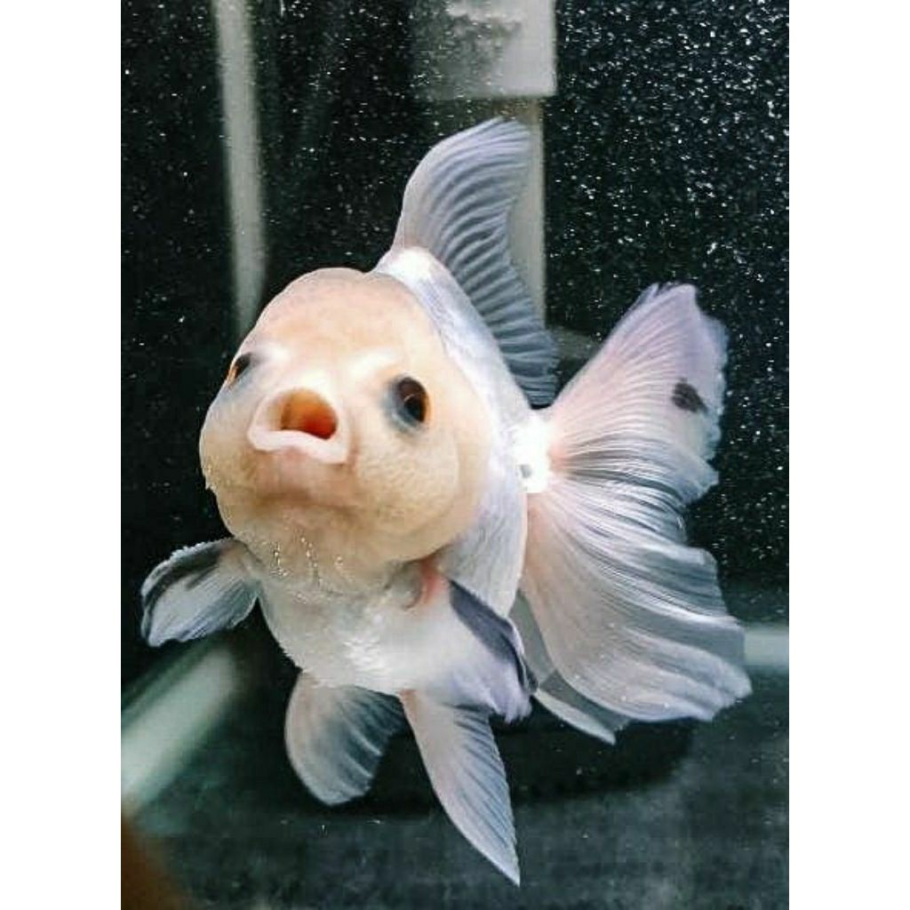 pakan mainan Ikan Hias Koki Oranda Oranda Putih  - Tampilan Elegan untuk Aquarium Anda