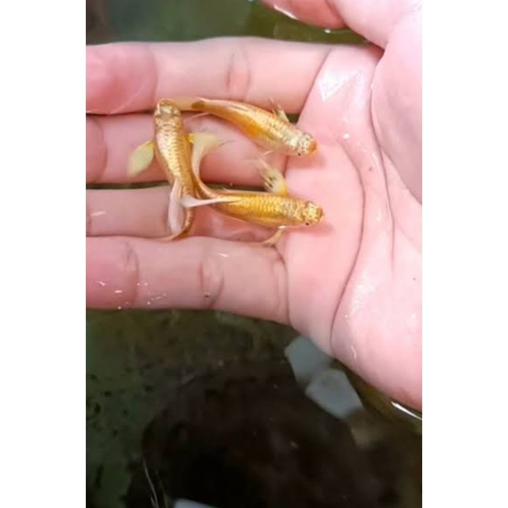 Hiasaan aquarium IKAN GUPPY FULL GOLD SEPASANG