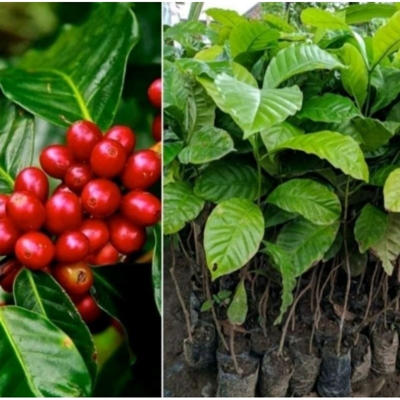 bibit benih kopi ROBUSTA kualitas unggul
