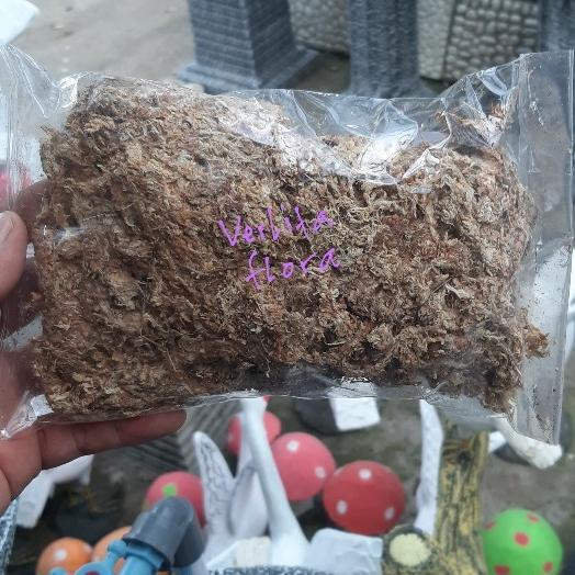 Media Tanam Anggrek Sphagnum Moss "Wallet"