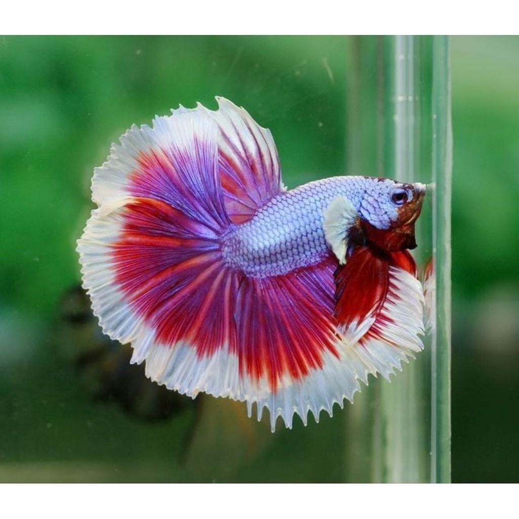 DEKORASI Cupang Halfmoon Rosetail Lavender Male Jumbo