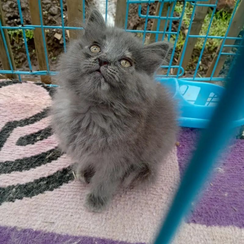 kucing Persia flatnose