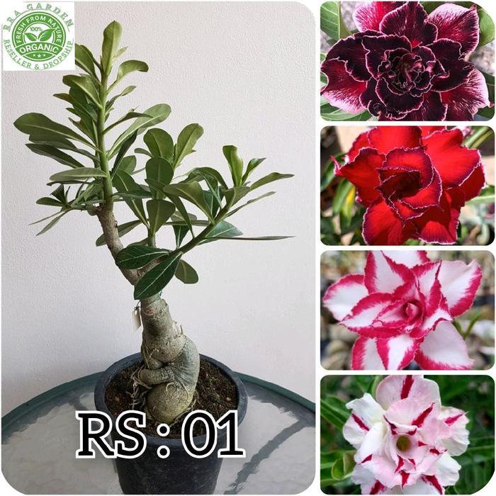 ( PAKET 4 PCS ) Adenium Bunga Tumpuk Bonggol Besar, Bibit Tanaman Hias Adenium Kemboja Jepang Cantik