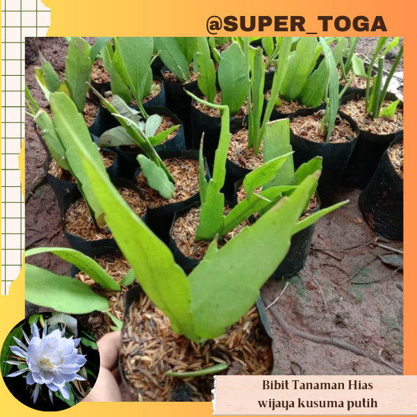 Wijaya Kusuma Putih bibit tanaman wijaya kusuma putih bibit bunga wijaya kusuma putih bibit wijaya k
