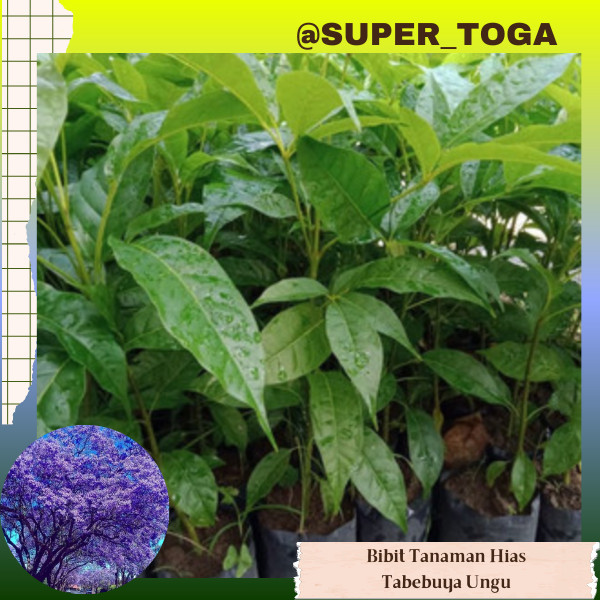 bibit pohon hias tabebuya ungu bibit tabebuya ungu bibit sakura ungu