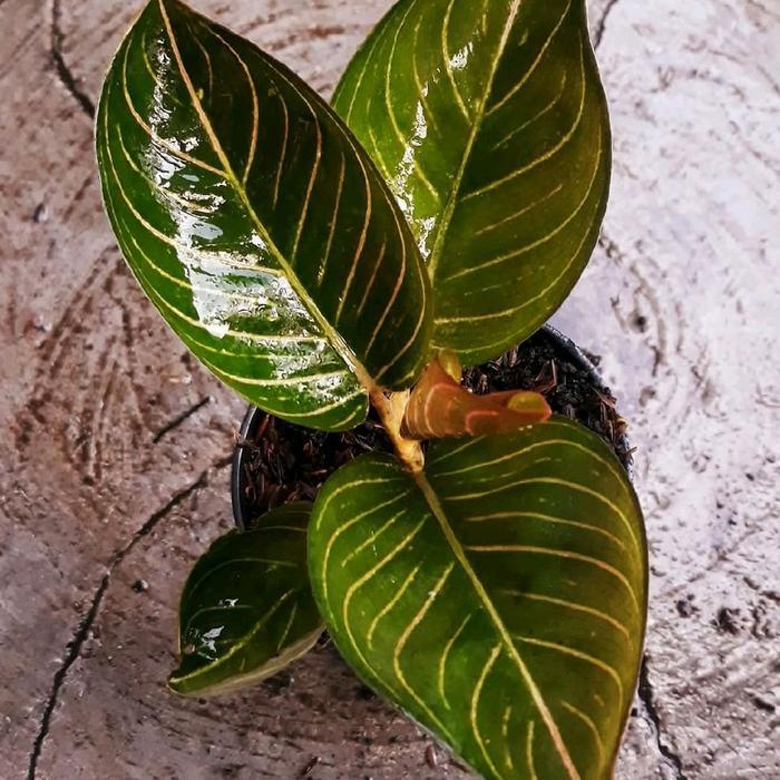 Bibit tanaman hias aglonema serat Ajisaka