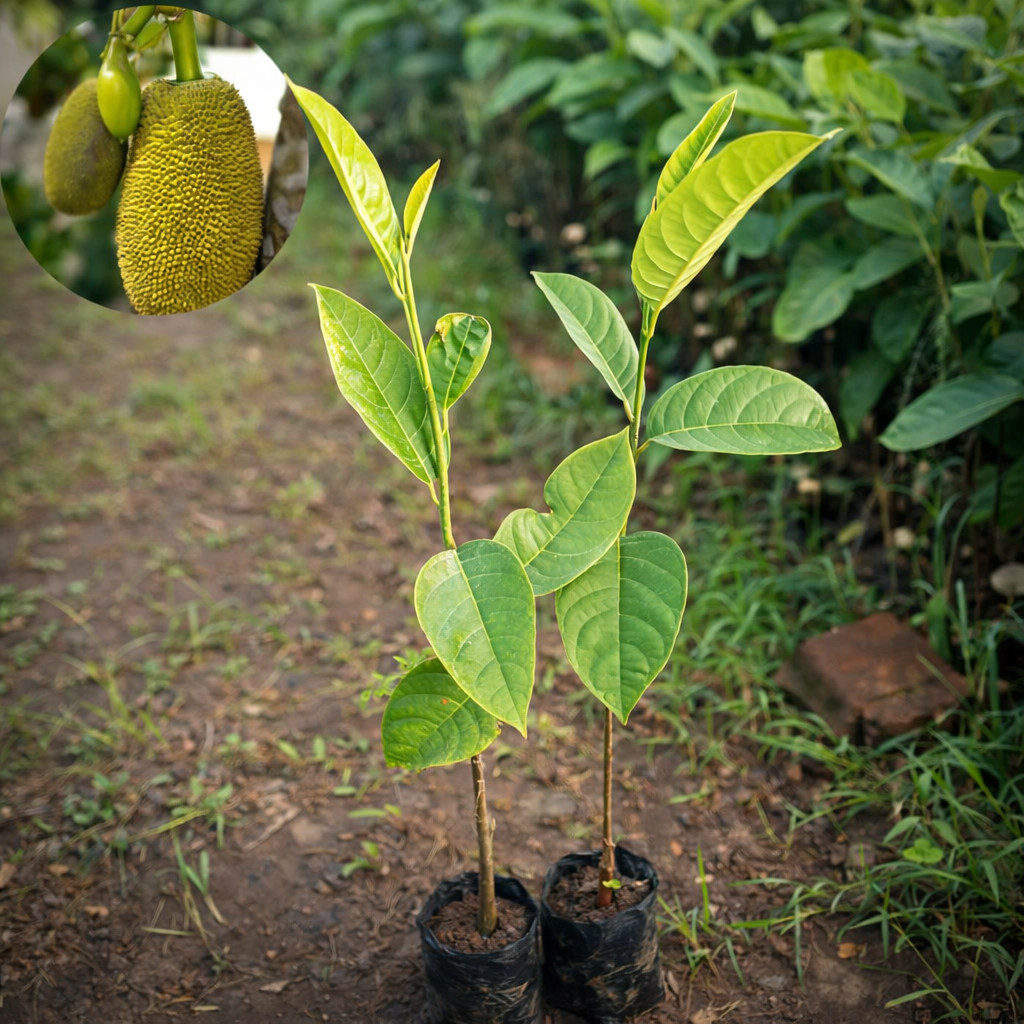 Paket Murah bibit nangka sayur cepat berbuah unggul