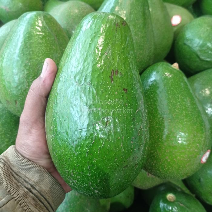 Alpukat Super Jumbo Aligator 1.5 kg