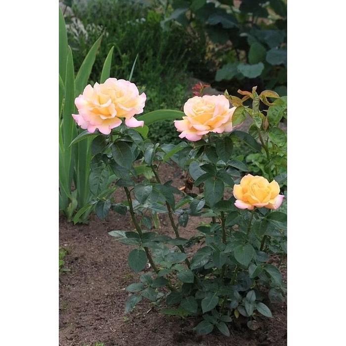 BIBIT MAWAR HOLLAND YELLOW PINK - BUNGA MAWAR