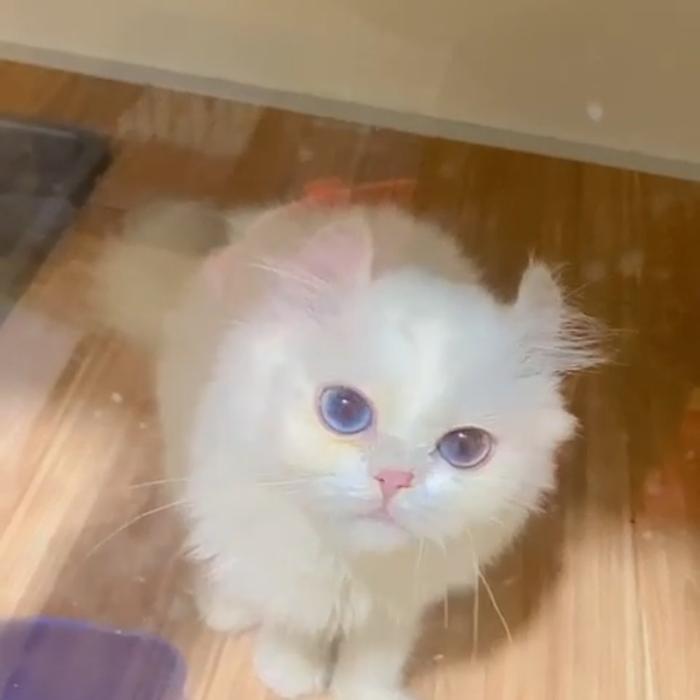 kucing American curl female