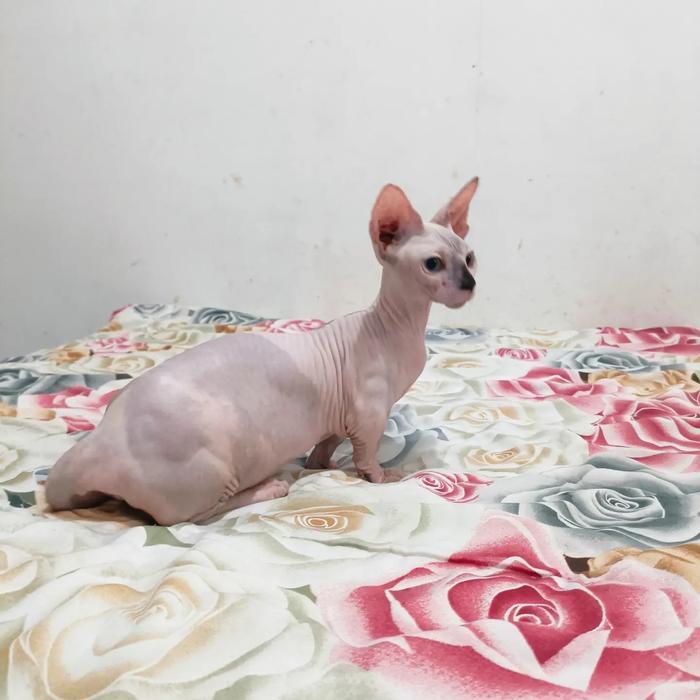 kucing bambino betina