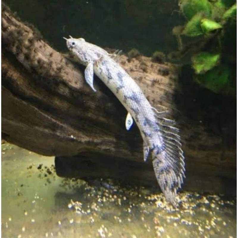 Hiasan Aquarium murah Palmaz Edlycerry Keren-Bagus Florida Gar