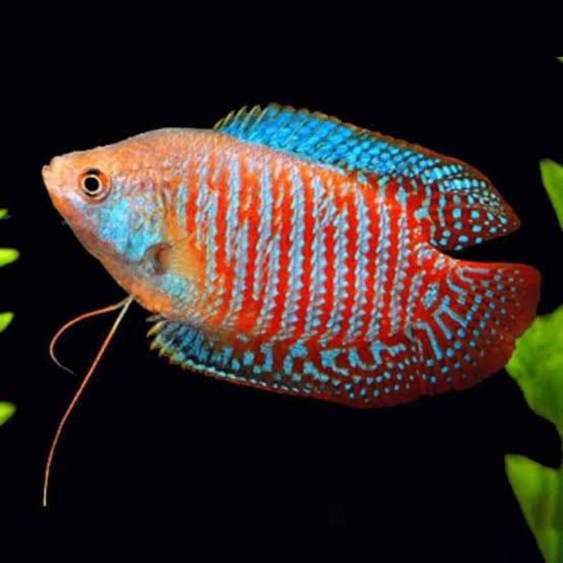 PAKET HEMAT hiasan aquarium ikan SEPAT ALIUS isi 5 terlaris bisa COD