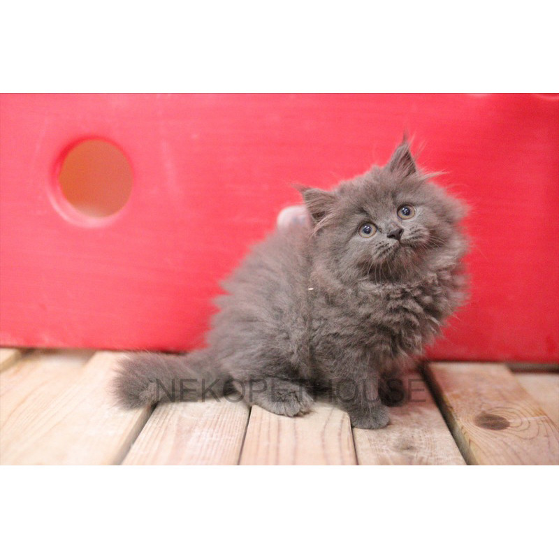Persia Longhair Abu Solid Betina Cantik Kucing Persia Kitten