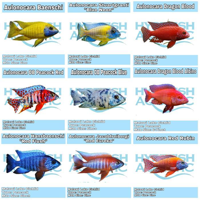 CICHLID AULONOCARA MIX