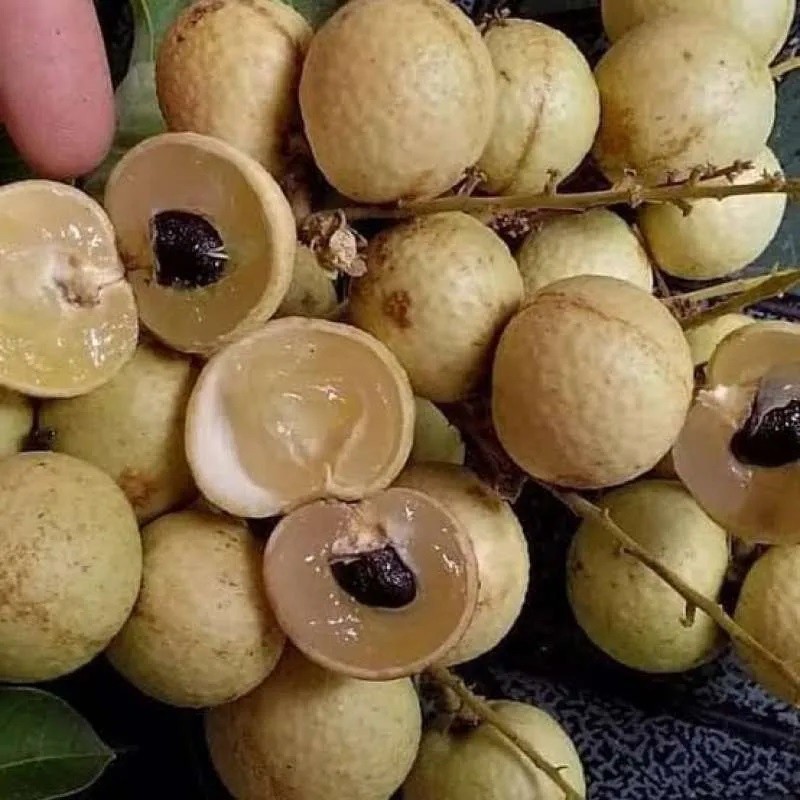 Bibit Kelengkeng Matalada Asli Tanaman Buah Okulasi Super Unggul Tabulampot Siap Tanam Tabulampot Su