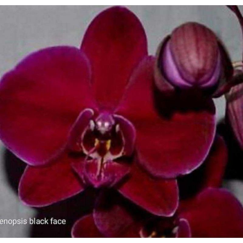 Anggrek Bunga Novelty Pasca Bunga | Anggrek Bulan Dewasa Pasca Bunga - Media Tanam Mos, Warna Acak