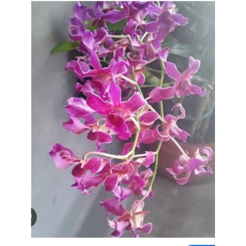 Dendrobium red tual maluku