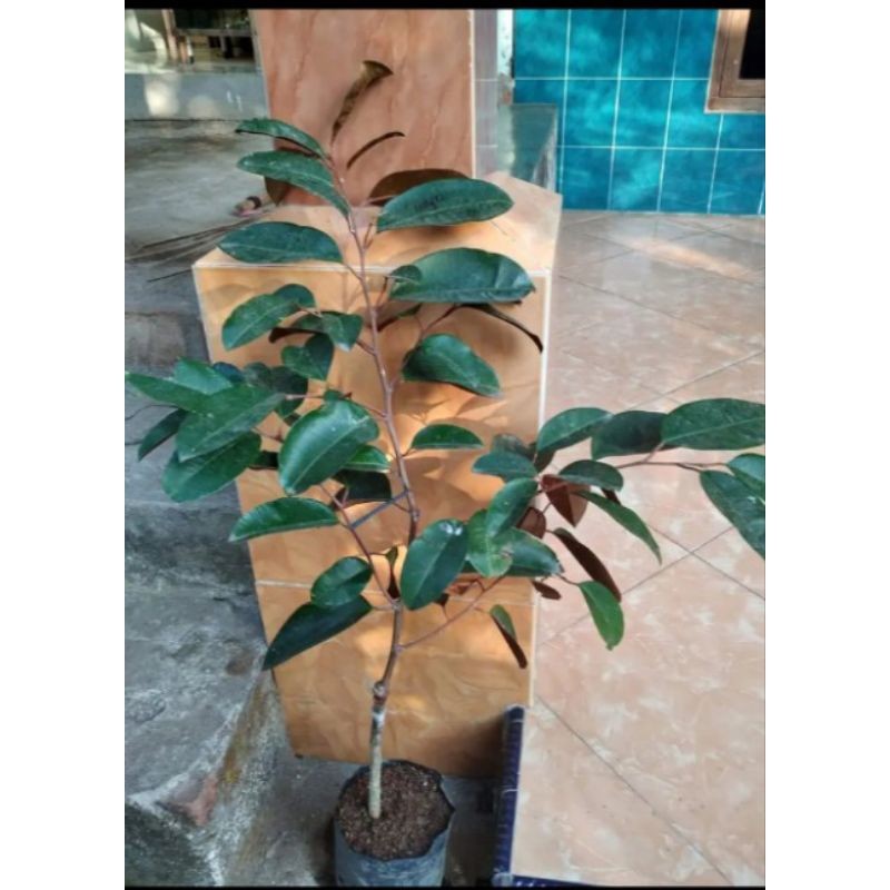 bibit kenitu ungu tinggi 1 meter hasil okulasi cepat berbuah