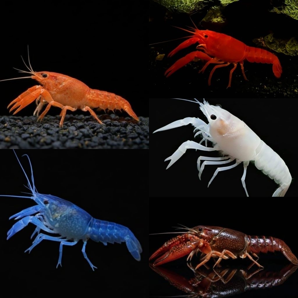 Lobster Hias Paket Hemat Isi5 Lima Jenis Lobater Hias Aquarium