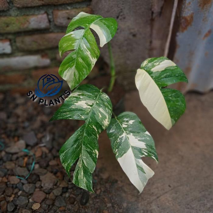 Monstera Epipremnum Pinantum Varigata Putih - Tanaman monstera varigata rimbun - epipremnum varigata