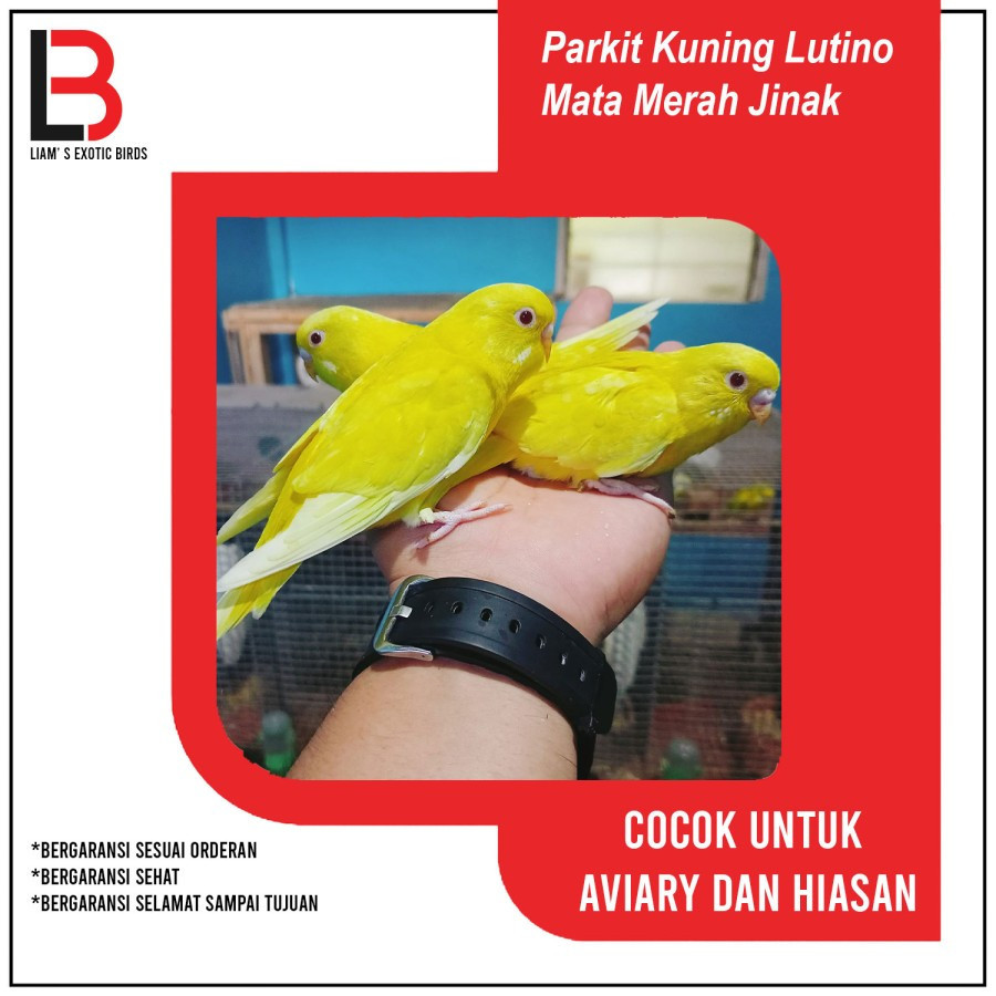 AUPSHOP Burung Parkit Lokal Warna Lutino Mata Merah Jinak Sepasang