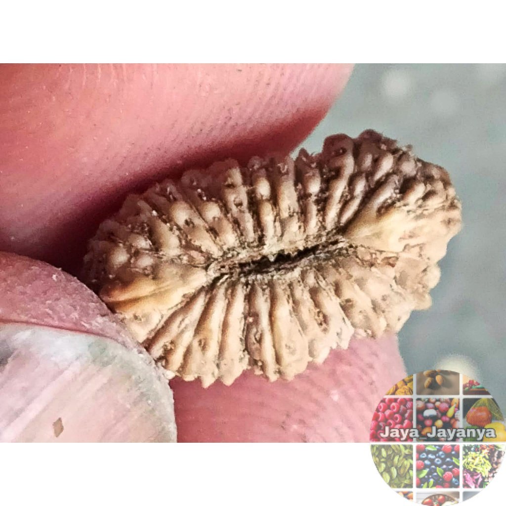 Rudraksha Mukhi 21 Garis 21 Jenitri Jaya_Jayanya