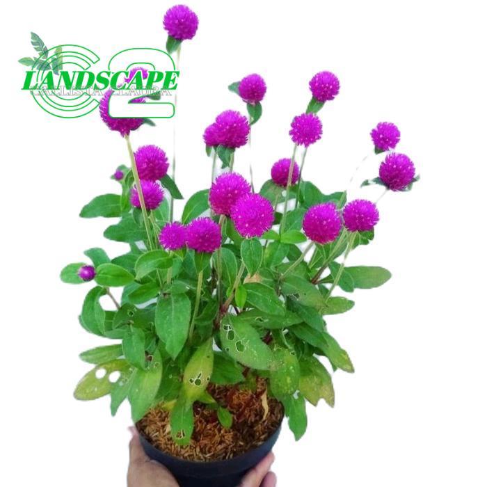 tanaman hias kancing lurah - tanaman hias bunga kancing pentul /tanaman hias kancing pentul / bunga 