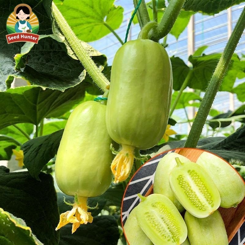 High Yield Fresh Jade Girl Mini Cucumber benih sayuran unggul (Fast Growing 30biji) Dutch Baby Cucum