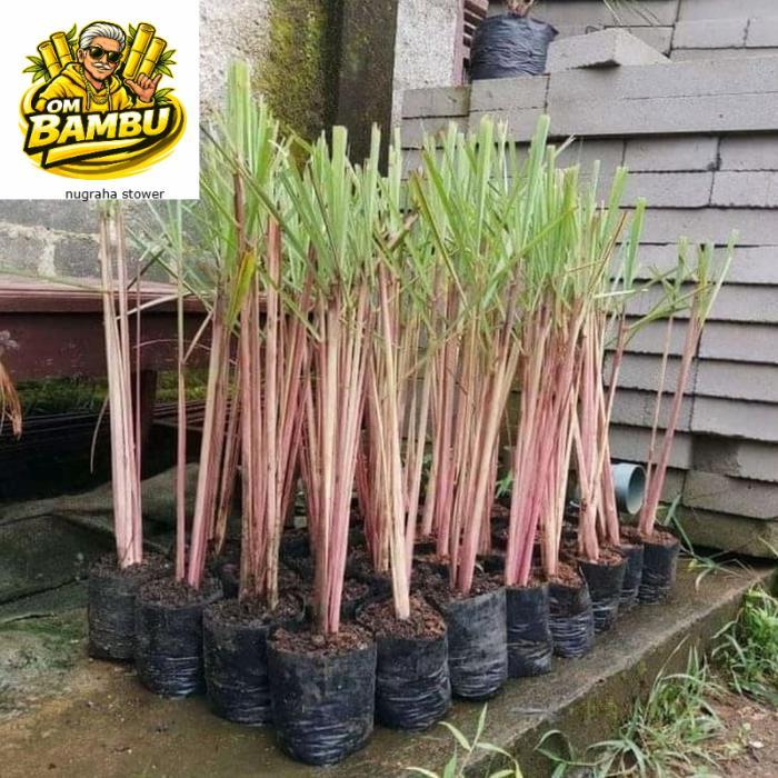 Tanaman herbal sereh wangi - minyak sereh wangi - 1 kg sereh wangi/sereh merah