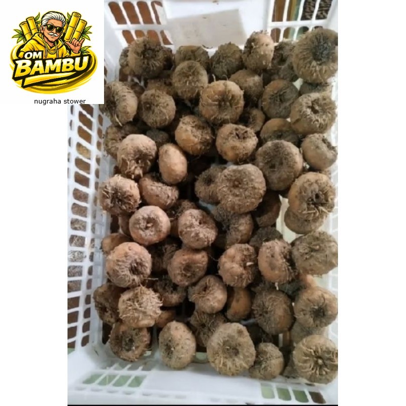 bibit umbi Porang super 1 kg DM