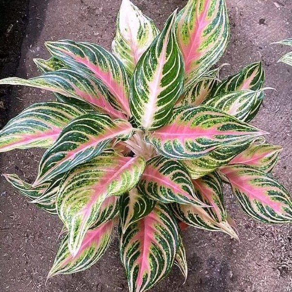 aglonema pink sunset daun 5-7 ukuran remaja