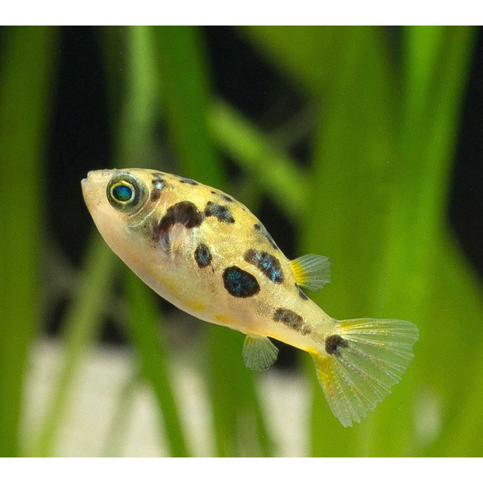 Mini Puffer / Ikan Hias Air Tawar / Pembasmi Hama Keong