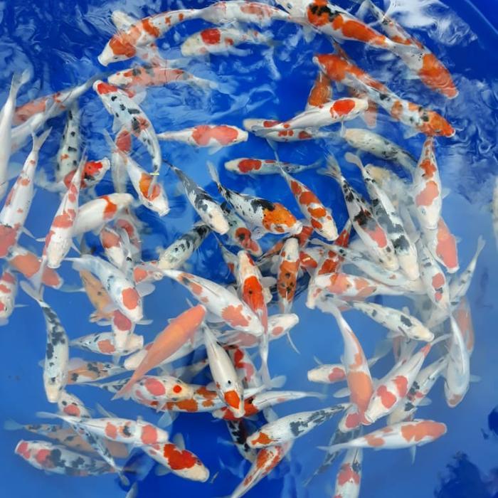 paket ikan koi blitar showa sanke ekor 15-17 cm  kualitas