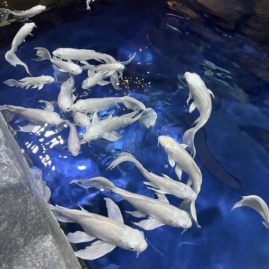 Hiasan ikn Ikan Hias Koi Platinum Slayer Size 20 -25 cm