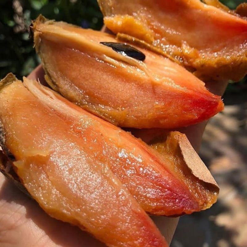 Bibit Tanaman Buah Sawo Mentimun sawo mentimun okulasi