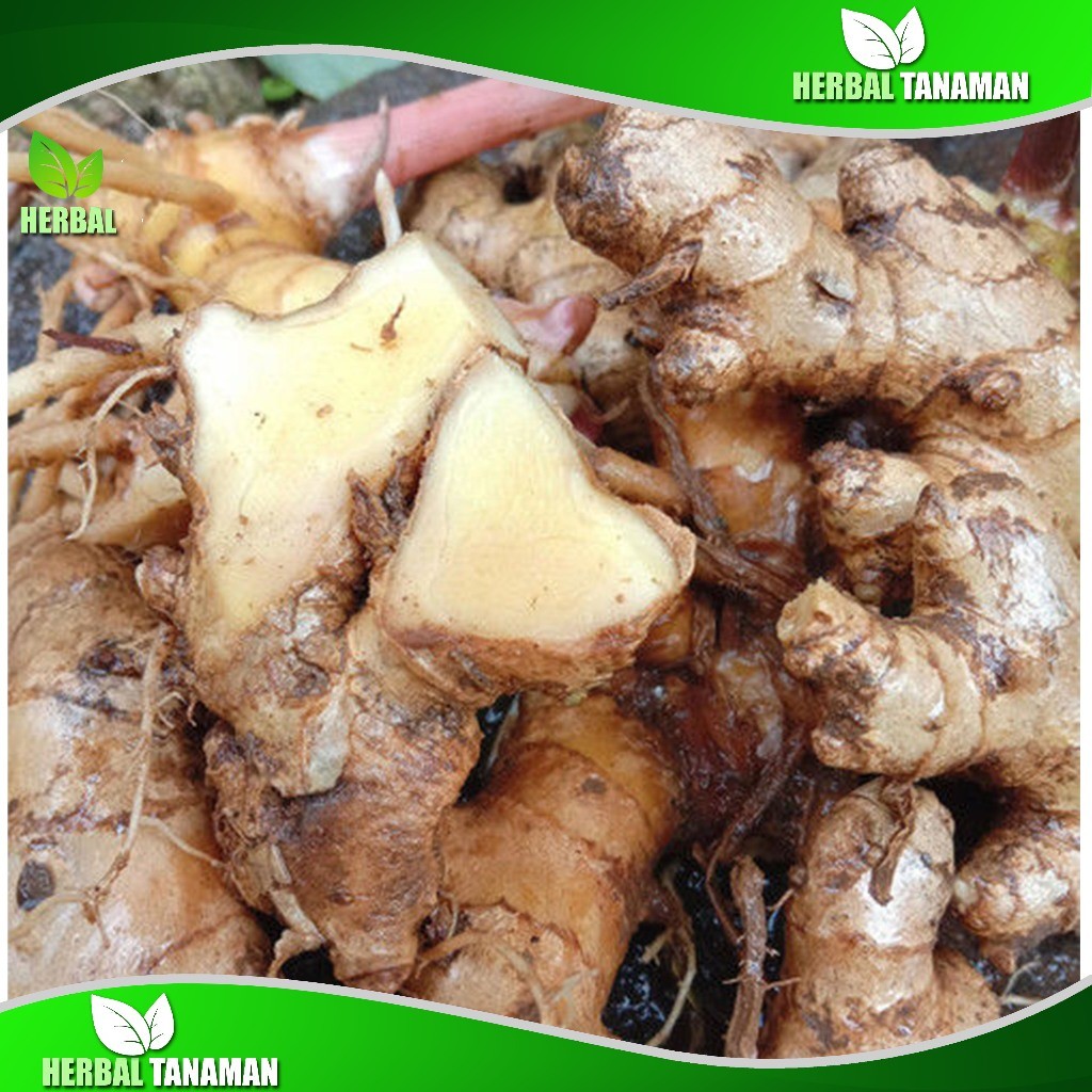 Lempuyang emprit basah 500 gr lampuyang