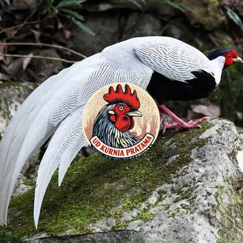 Telur ayam hias ringneck silver pheasant fertil siap ditetaskan UD KURNIA PRATAMA