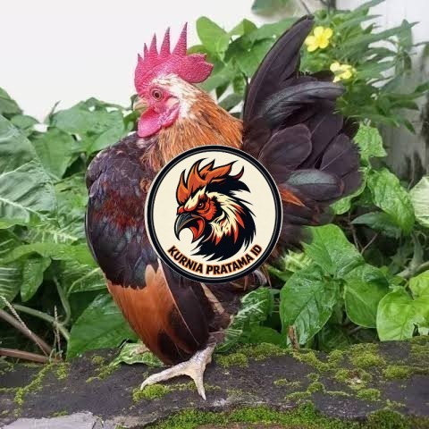 Telur ayam serama / kate lokal fertil asli siap ditetaskan - ayam kate lokal KURNIA PRATAMA ID